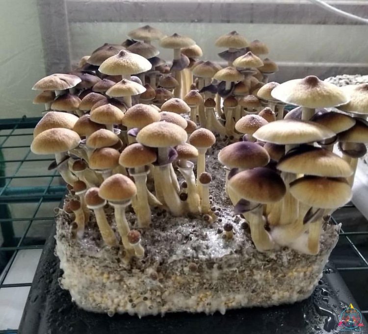 Why Use Mushroom Liquid Culture? Faster Colonization & Higher Success Rates