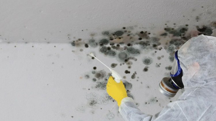 How to Keep Your Home Mold-Free After a Professional Inspection